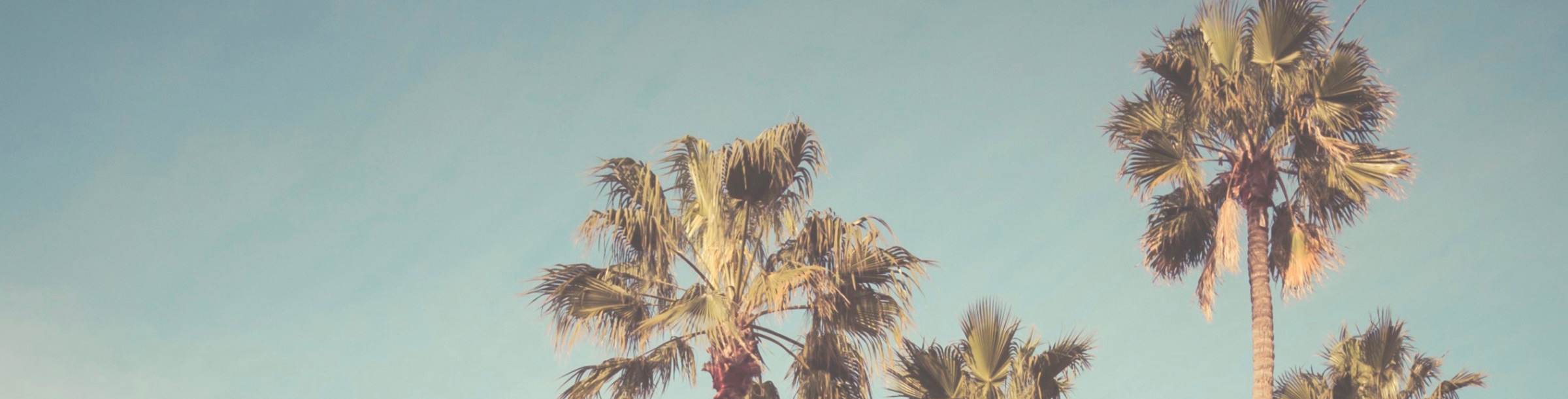 Tall palm trees against pale blue sky Tall palm trees against pale blue sky